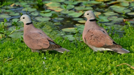 花嶼的陸禽類以鳩鴿科為主─紅鳩